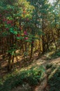 Trekking route through dense forest, from Hiley towards Varsey Rhododendron Sanctuary or Barsey Rhododendron Sanctuary. A very