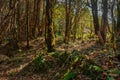 Trekking route through dense forest, from Hiley towards Varsey Rhododendron Sanctuary or Barsey Rhododendron Sanctuary. A very