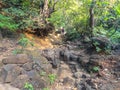 Trekking Route Going Through Forest