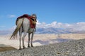 Work horse stands on a hill and looking at the Himalayan mountains. Royalty Free Stock Photo