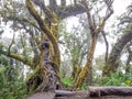 Trekking trail of Acatenango volcano ,Guatemala