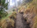 Trekking trail of Acatenango volcano ,Guatemala