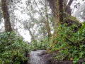 Trekking trail of Acatenango volcano ,Guatemala