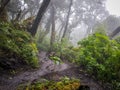 Trekking trail of Acatenango volcano ,Guatemala