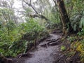 Trekking trail of Acatenango volcano ,Guatemala