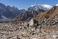 Trekking trail between Larkya pass to Bimthang village, Manaslu trek, Himalayas mountain, Nepal
