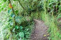 Trekking trail in Nambillo Cloud Forest Reserve Royalty Free Stock Photo