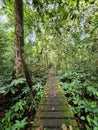 Trekking walkway in Danum Valley Jungle in Lahad Datu Royalty Free Stock Photo