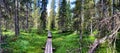 Trekking wooden path at beautiful wild place crossing a dense taiga forest, walkway to the adventurous. National Reserve