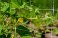 Trellis grid with cucumber blossoms. Royalty Free Stock Photo