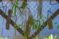 Trellis made of wood and mesh with young plants of the Aerides Odorata orchid against a blue wall