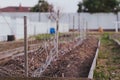 The trellis net is stretched on the garden bed in the spring before planting Royalty Free Stock Photo