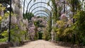 The Trellis Walk with several varieties of wisteria growing, at the historic gardens on the Trentham Estate, Stoke-on-Trent, UK Royalty Free Stock Photo