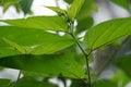 Trema orientale leaves. Extracts from leaves of related species (Trema guineense) showed anti-arthritic.