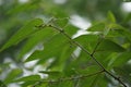 Trema orientale leaves. Extracts from leaves of related species (Trema guineense) showed anti-arthritic.