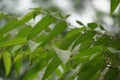 Trema orientale leaves. Extracts from leaves of related species (Trema guineense) showed anti-arthritic.