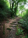 Tremadog forest path Royalty Free Stock Photo