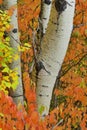 Trembling Aspen in the Fall