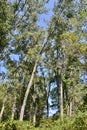 Trembling Aspen (Populus tremuloides) trees and blue sky along hiking trail at Presqu\'ile