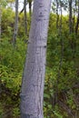 Trembling Aspen Tree Bark 816225