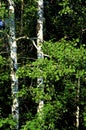 Trembling Aspen Trees 60985