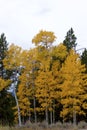 Trembling Aspen Trees 705155