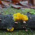 Golden jelly fungus