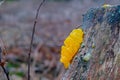 Tremella mesenterica common names include yellow brain, golden jelly fungus, yellow trembler