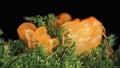 Tremella mesenterica mushroom (yellow brain, golden jelly fungus, witches' butter) among moss, super macro