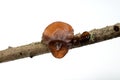 Tremella mesenterica yellow brain, golden jelly fungus, yellow trembler and witches` butter is common jelly fungus, on tree bran