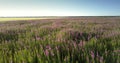 Tremendous purple lavender meadow against yellow wheat field