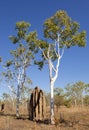 Tremite mound in Kakadu National Park, Australia