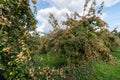 Tremlett bitter cider apples Royalty Free Stock Photo