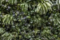 Trend biophilic design. Wall from plants, vertical garden,urban jungle, modern interior decoration. Concept eco decor of urban