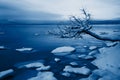 Trend color of the year 2020 classic blue. Norwegian winter fjord landscape with tree and ice Royalty Free Stock Photo