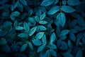 Trend dark blue background with leaves. Plant in shadow. Copyspace for design Royalty Free Stock Photo