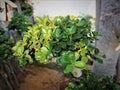 Trend of Korean Banyan Bonsai (Ficus microcarpa var. crassifolia) in Indonesia