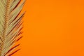 Trending concept in natural materials with palm leaves on orange background. Presentation with daylight. Royalty Free Stock Photo