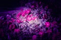 Trendy color ultra violet concept. Ultraviolet rose flower abstract background. Royalty Free Stock Photo