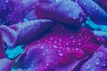 Trendy color ultra violet concept. Ultraviolet rose flower water drops abstract background Royalty Free Stock Photo