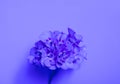 Trendy blue background with flowers. Beautiful pattern of purple succulent isolated on blue background for design. Top view Royalty Free Stock Photo