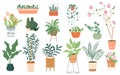 Trendy collection cute home plants in flower pots of different shapes on stands pack. Set of different indoor Royalty Free Stock Photo