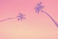 Trendy color toned two long tropical palm trees Royalty Free Stock Photo