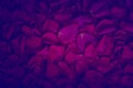 Trendy color ultra violet concept. Ultraviolet rose flower water drops abstract background.