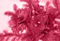 Trendy color of 2023 - Viva Magenta. Big winter bouquet with amaryllis and fir branches.