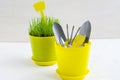 Trendy colors, yellow and gray. Yellow pots with gardening tools and grass, copy space text.