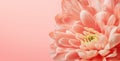 Trendy coral colored chrysanthemum close up. Royalty Free Stock Photo