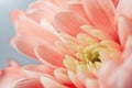 Trendy coral colored chrysanthemum close up.