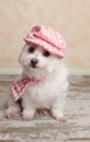 Trendy cute dog