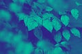 Trendy design, nature and background concept: close up of ultra violet and blue duotone tree leaves. Duotone neon effect.